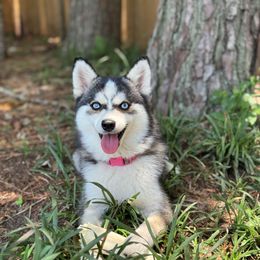 Kora - Pomsky
