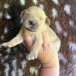 Black collar - Golden male Golden Retriever puppy in Jesup, Georgia from Painted Platinum Retrievers (Painted Platinum Kennel) PPK