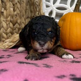 Girl 3 - Phantom female Bernedoodle puppy in Russiaville, Indiana from Pleasant Creek Minibernedoodles