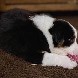 Boy 4 - Black tri-color male Australian Shepherd puppy in Middletown, Delaware from Everline Aussies