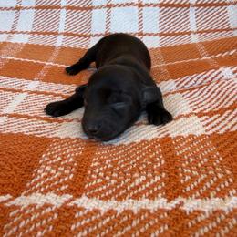 Binx - Black male Dachshund puppy in Guthrie, Kentucky from Triple T Dachshunds