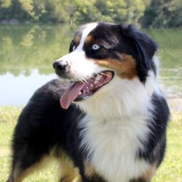 Banjo - Australian Shepherd