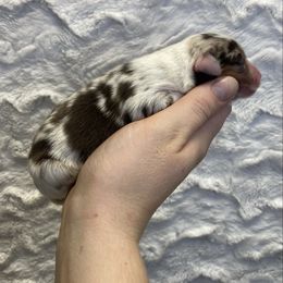 NBT red Merle male 1 - Red merle male Toy Australian Shepherd puppy in Riverton, Utah from Iron Spirit Homestead & Aussies