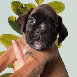 CHEETO --Dark fawn boy - Fawn male Boxer puppy in Red Boiling Springs, Tennessee from Silver Rain