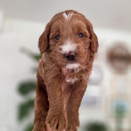 Warner - Red  male Goldendoodle puppy in Moses Lake, Washington from Macy Meadows Doodles