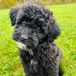 Jet - Black male Goldendoodle puppy in Auburn, Indiana from Martin’s Doodles
