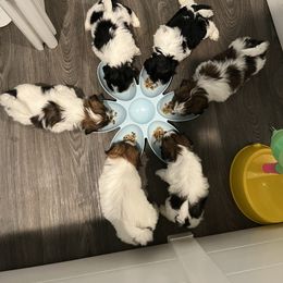 Shih Tzu Puppies from NC Stellar Puppies