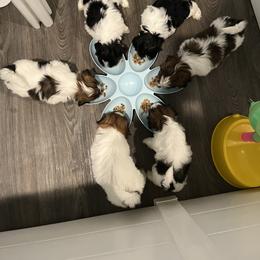 Shih Tzu Puppies from NC Stellar Puppies
