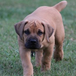 Potato(Purples) - Brown female Boerboel puppy in Shawnee, Oklahoma from TXT Boerboels