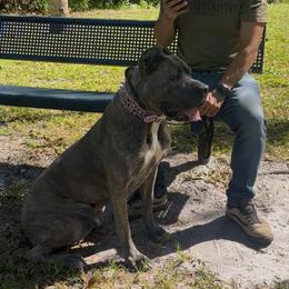 Hildi - Cane Corso