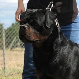 Legend - Rottweiler
