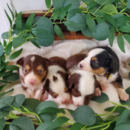 Miniature Australian Shepherd Puppies from Barnyard Mini Aussies
