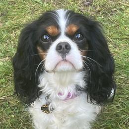 Zoe - Cavalier King Charles Spaniel