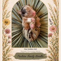 Marigold (Goldie) - Chocolate merle female Bernedoodle puppy in Jackson, Missouri from Pincksten Family Doodles