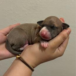 Blue - Blue fawn male Italian Greyhound puppy in New Port Richey, Florida from The Noodle Nest
