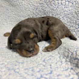 Kane - Merle male Goldendoodle puppy in Lake City, Florida from North Florida Poodles and Doodles