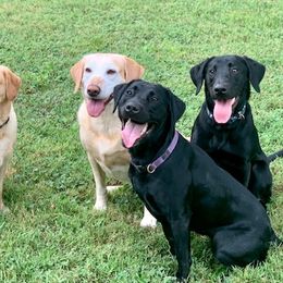 Labrador Retrievers from Merrills Detector Dog Services
