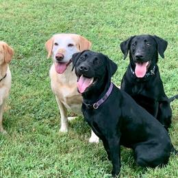 Labrador Retrievers from Merrills Detector Dog Services