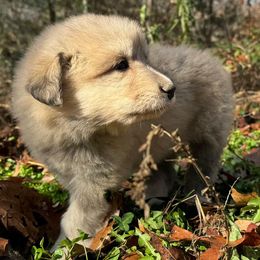 Puppy ID 1018256 - White and tan male Great Pyrenees puppy in Leicester, North Carolina from Randall Glen Pyrenees
