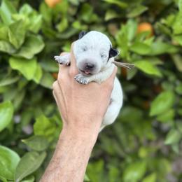 June - Blue speckled female Australian Cattle Dog puppy in Surprise, Arizona from Copper State Cattle Dogs