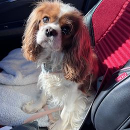 Cavalier King Charles Spaniel and Havanese Puppies from Harlequin Havanese