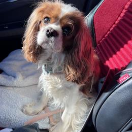 Cavalier King Charles Spaniel and Havanese Puppies from Harlequin Havanese