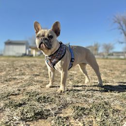 Mylee Elena - French Bulldog