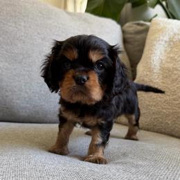 Marlow - Black and tan male Cavalier King Charles Spaniel puppy in Fresno, California from CaliCavaliers
