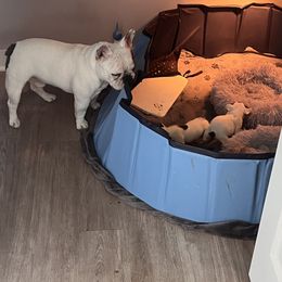 French Bulldog Puppies from Rockstar Kennel