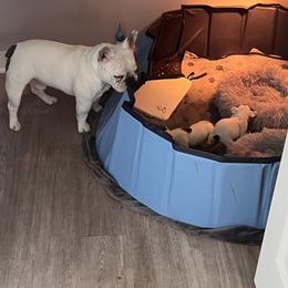 French Bulldog Puppies from Rockstar Kennel