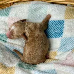 Valor - Cream female Dachshund puppy in Three Rivers, Michigan from Michiana Dachshunds