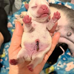 Sugar - Cream female French Bulldog puppy in Grand Praire, Texas from Von Darr Kennels