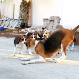 American Foxhound and American Staffordshire Terrier Puppies from Whitlow Kennel