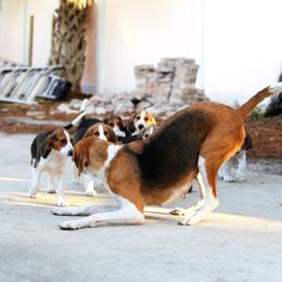 American Foxhound and American Staffordshire Terrier Puppies from Whitlow Kennel