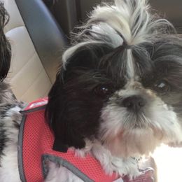 Mimi - Shih Tzu