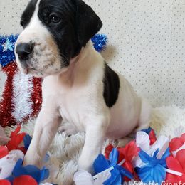 Great Dane Puppies from Gentle Giants of Tennessee Great Danes