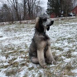 Persephone - Poodle