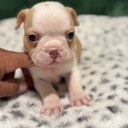 Cream boy 2 - Black and white male Boston Terrier puppy in Madera Acres, California from Muggin Bostons Terriers and Mini Dachshund