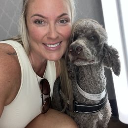 Cockapoo, Goldendoodle, and Poodle All Grown Up from Clad Doodles
