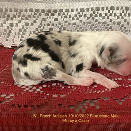 Boy 1 - Miniature Australian Shepherd puppy in Freeport, Texas from J&L Ranch Aussies