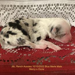 Boy 1 - Miniature Australian Shepherd puppy in Freeport, Texas from J&L Ranch Aussies