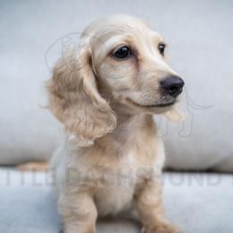 Roo - Cream male Dachshund puppy in Temecula, California from Naomi Magee's Dachshund Kennel