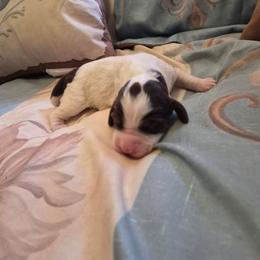 Girl 2 - Liver white and tan female English Springer Spaniel puppy in Socorro, New Mexico from Huntin' Buddies