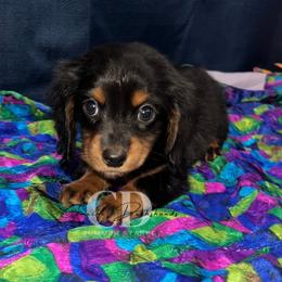 Dachshund Puppies from Camacho_Dachshunds