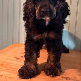 Girl 1 - Black white and tan female Cocker Spaniel puppy in Defuniak Springs, Florida from Anastasia Knight's Cocker Spaniels