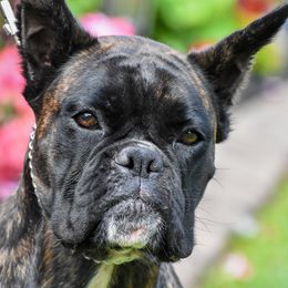 Paducah - Boxer