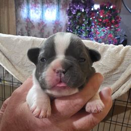 Girl 1 - White female French Bulldog puppy in Cabool, Missouri from Shannon French Bulldogs