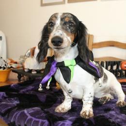 Gracie - Dachshund