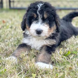 Bernedoodle Puppies from Baldridge Bernedoodles