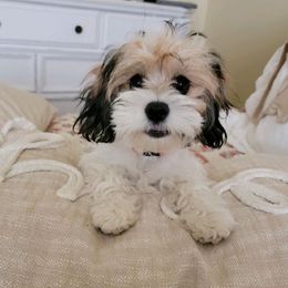 Cavalier King Charles Spaniels and Cavapoos from Terrace Cavaliers and Cavapoo’s